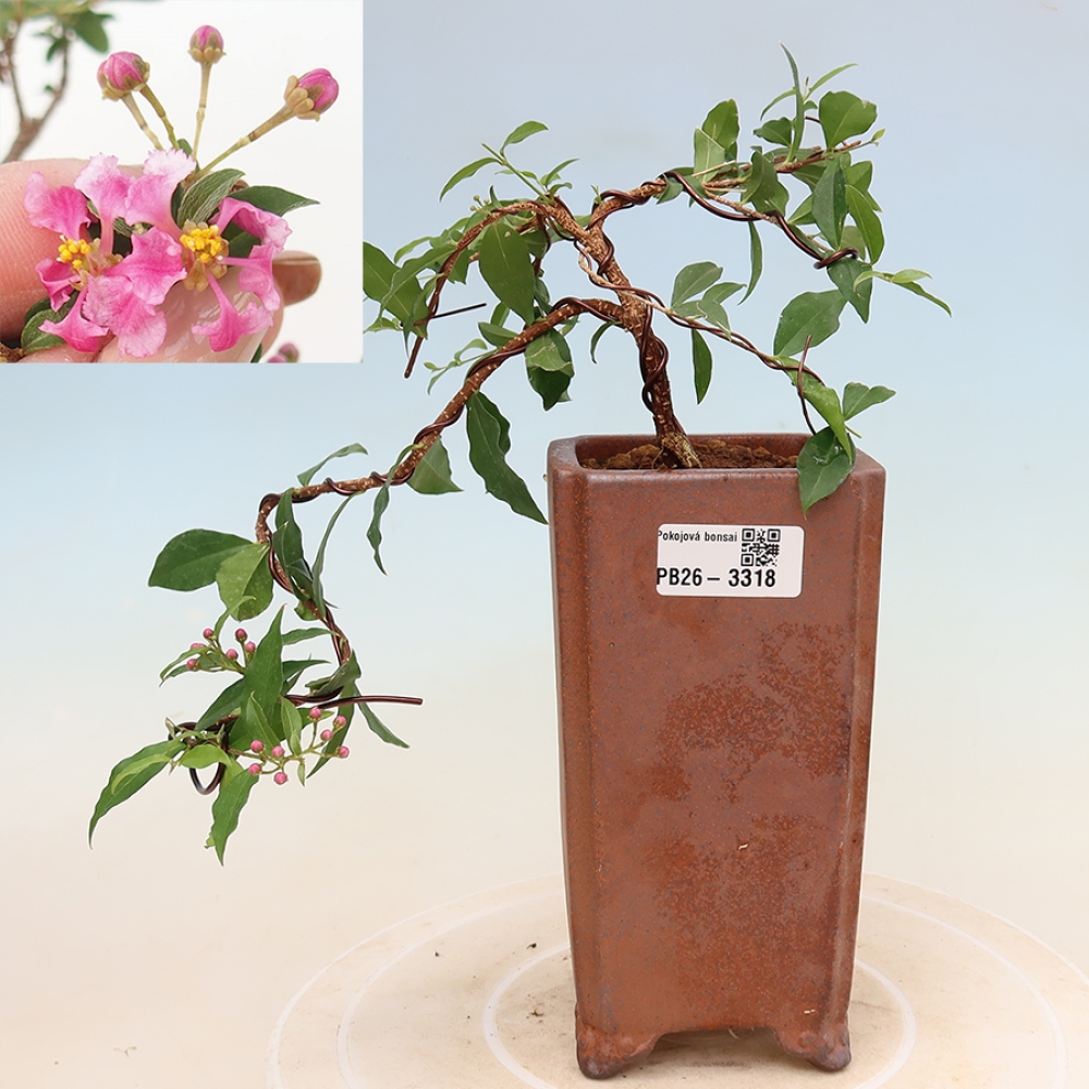 Kamerbonsai - Barbados-kers (Malpighia glabra) 