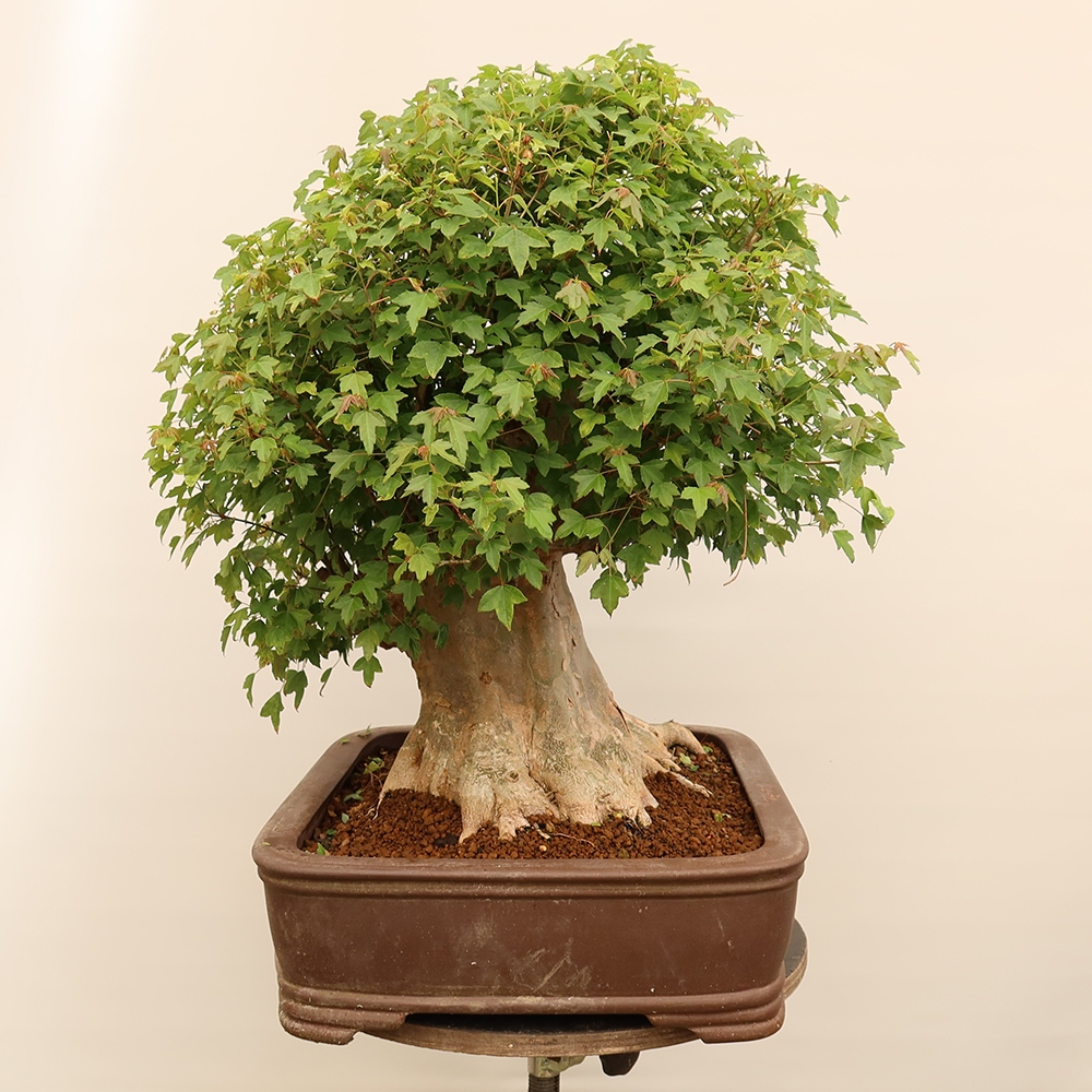 Bonsai voor buiten - Esdoorn Burger - Acer Burgerianum