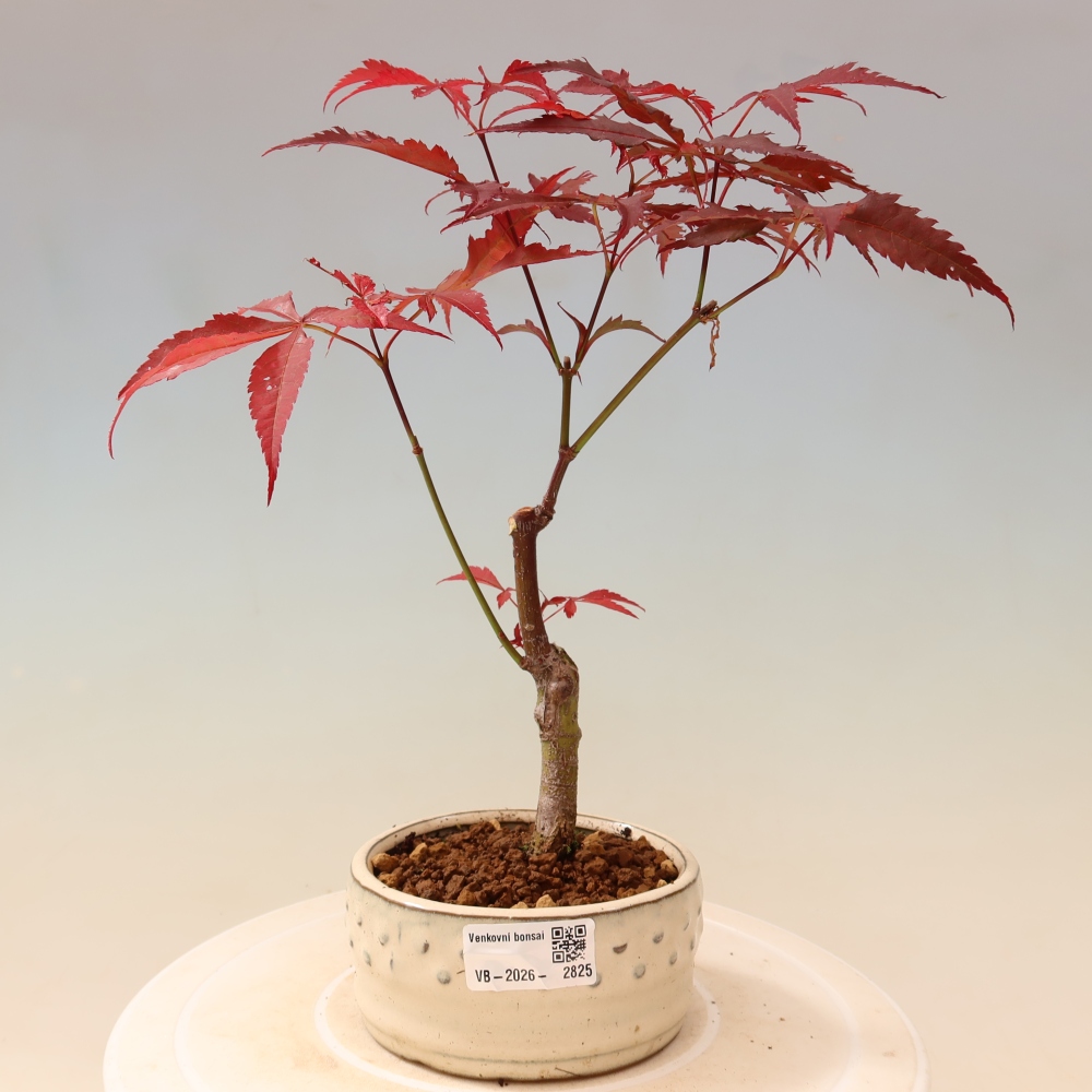 Bonsai voor buiten - Acer palm. Atropurpureum-Javorpalm