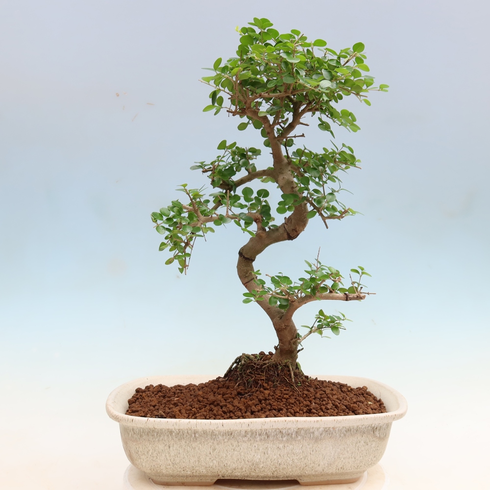 Kamerbonsai -Ligustrum retusa - kleinbladige vogelbek