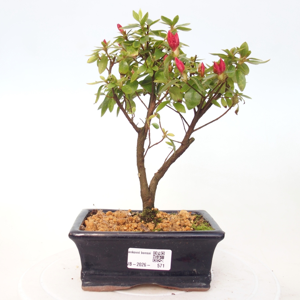 Bonsai voor buiten - Japanse azalea - Azalea sp.