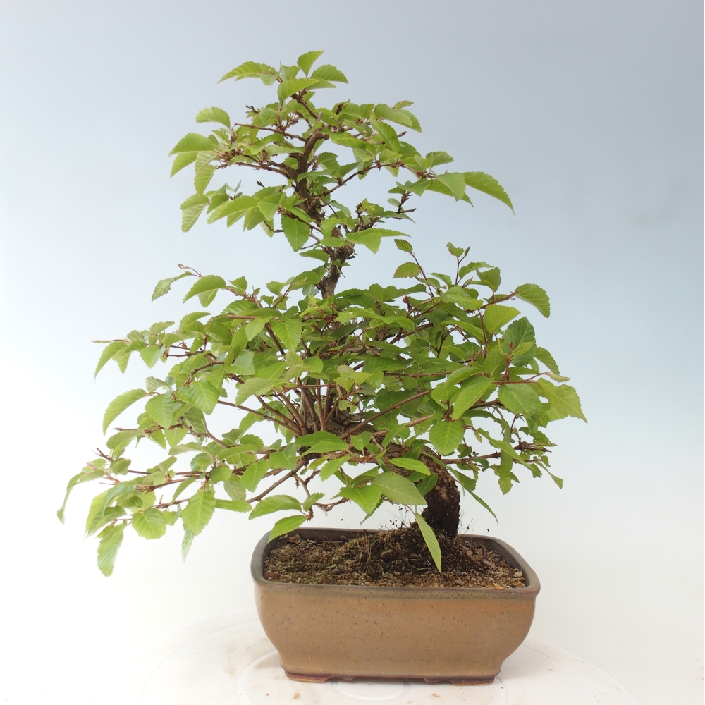 Bonsai voor buiten -Carpinus CARPINOIDES - Koreaanse haagbeuk