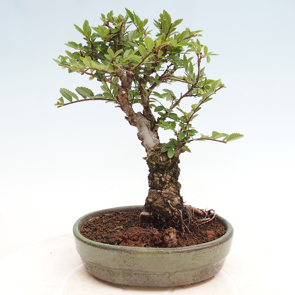 Bonsai voor buiten - Zelkova - Zelkova NIRE
