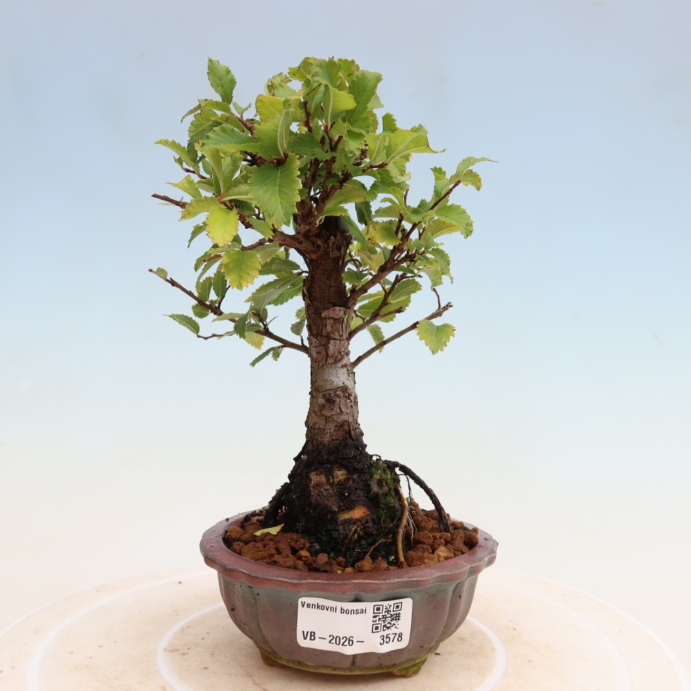 Bonsai voor buiten - Zelkova - Zelkova NIRE