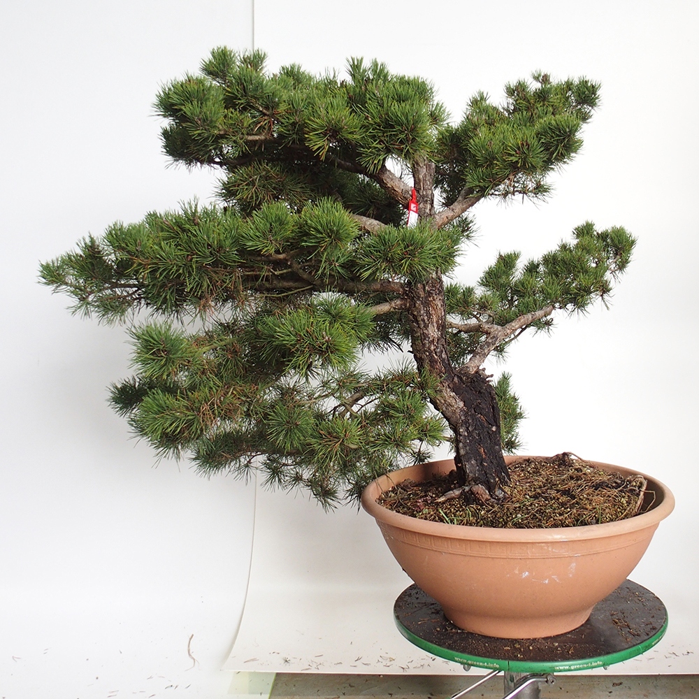 Yamadori - Pinus sylvestris Spanje