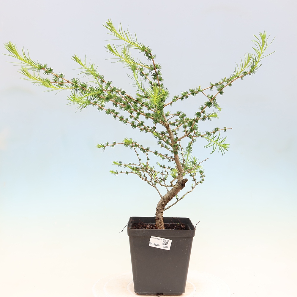 Bonsai voor buiten -Larix decidua - Lariks