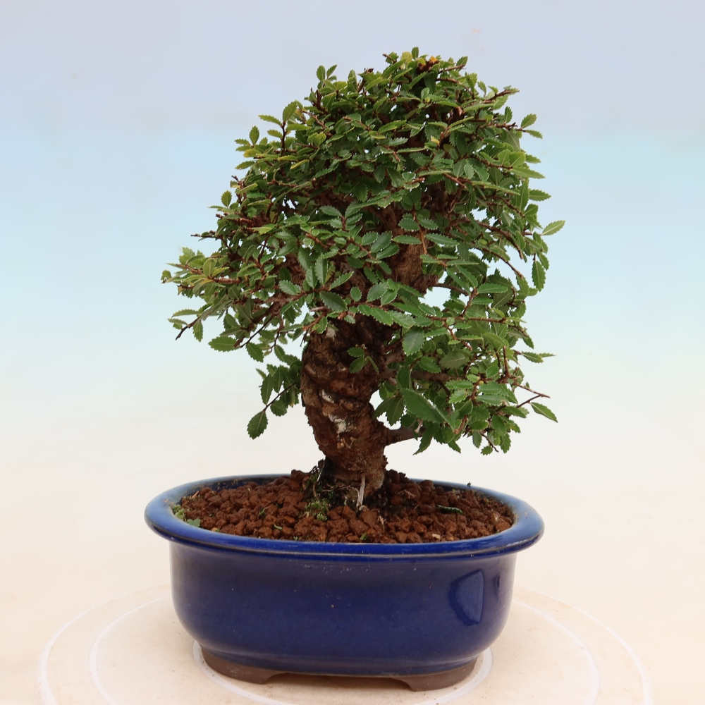 Bonsai voor buiten - Zelkova - Zelkova NIRE