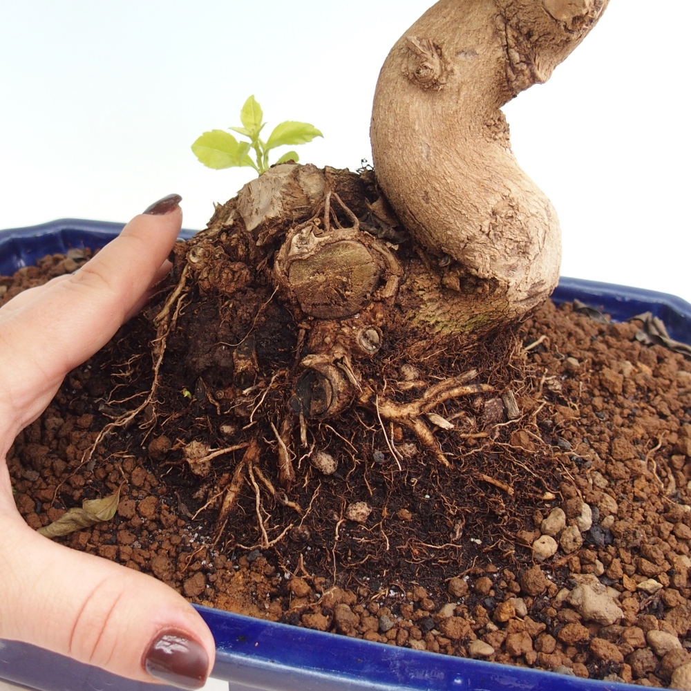 Kamerbonsai - Duranta erecta Aurea