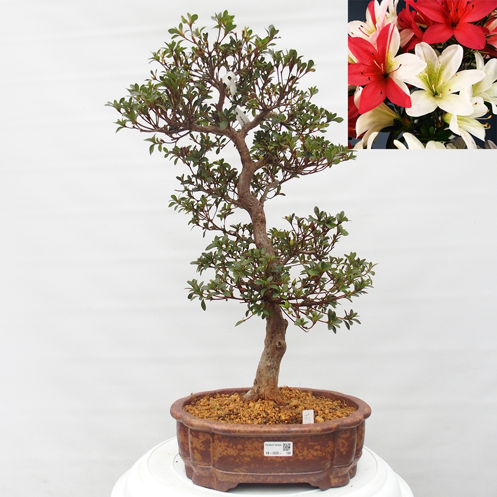 Bonsai voor buiten - Japanse Azalea - Azalea Hanatsuzuri