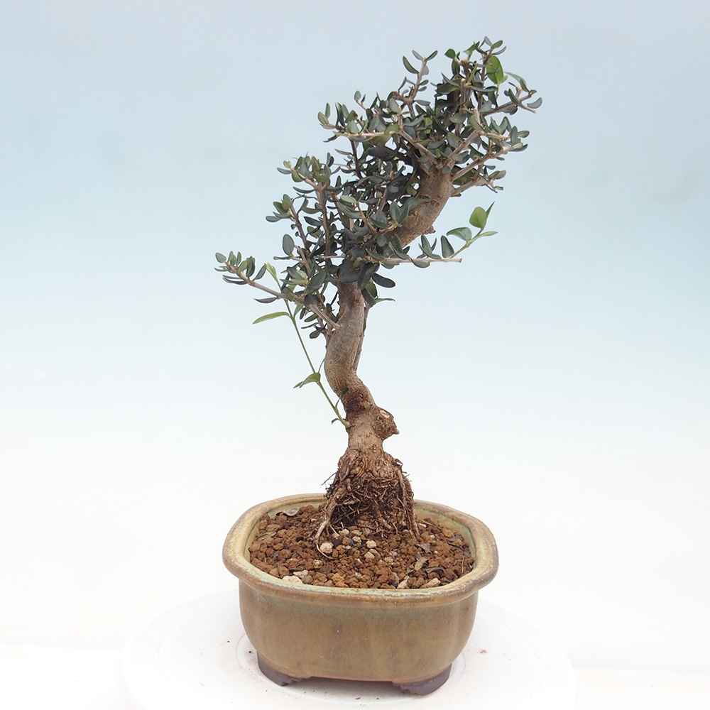 Bonsai voor binnen - Olea europaea sylvestris
