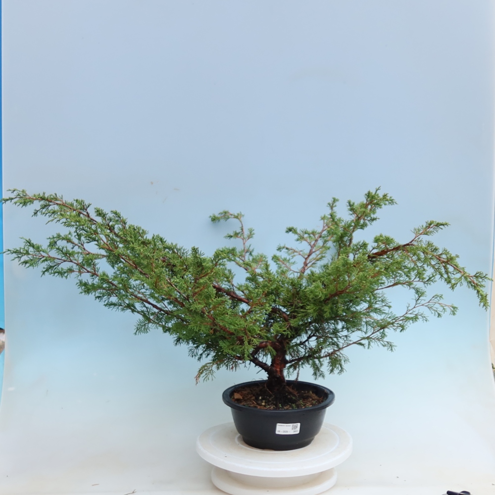 Buitenbonsai - Juniperus chinensis Itoigawa - Chinese jeneverbes