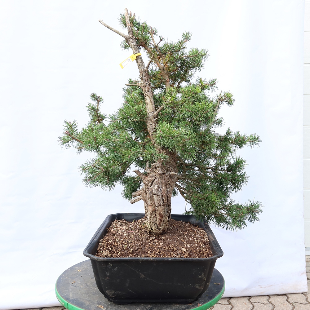 Pinus sylvestris Spanje - grove den