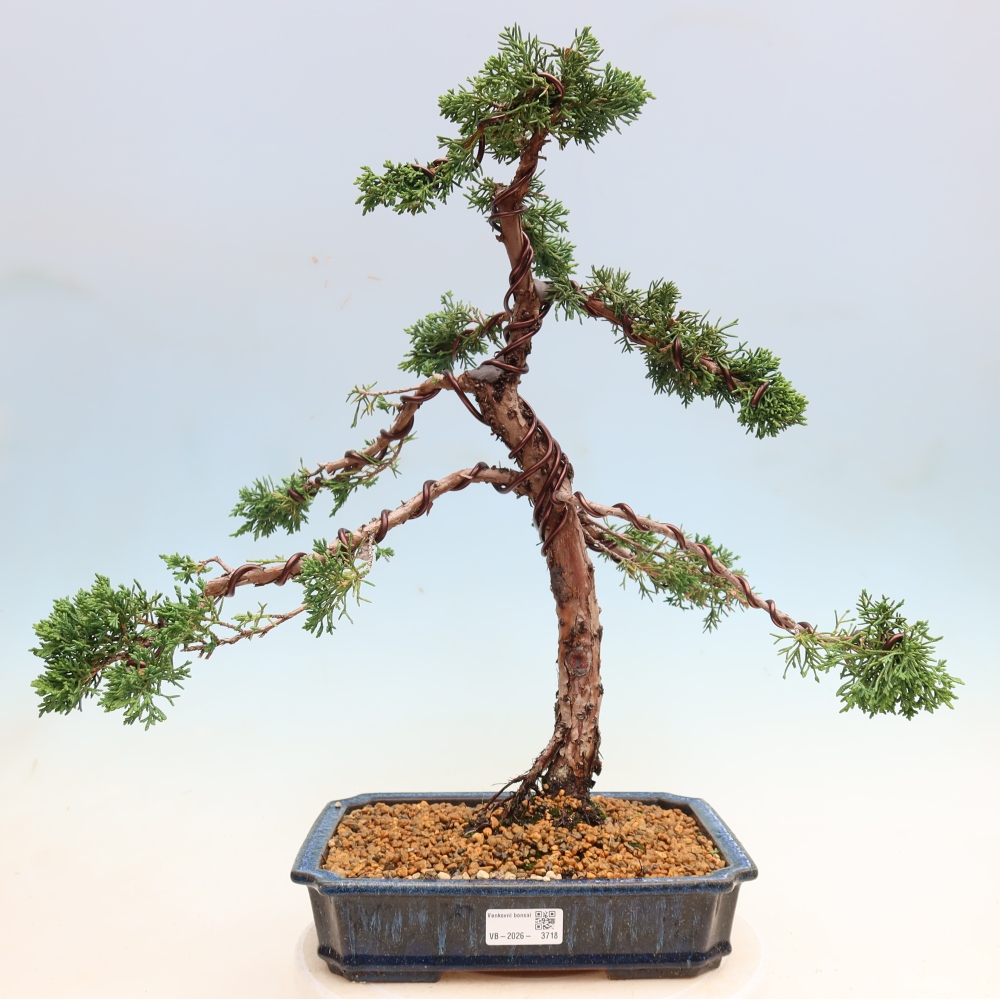Bonsai voor buiten - Juniperus chinensis Kishu