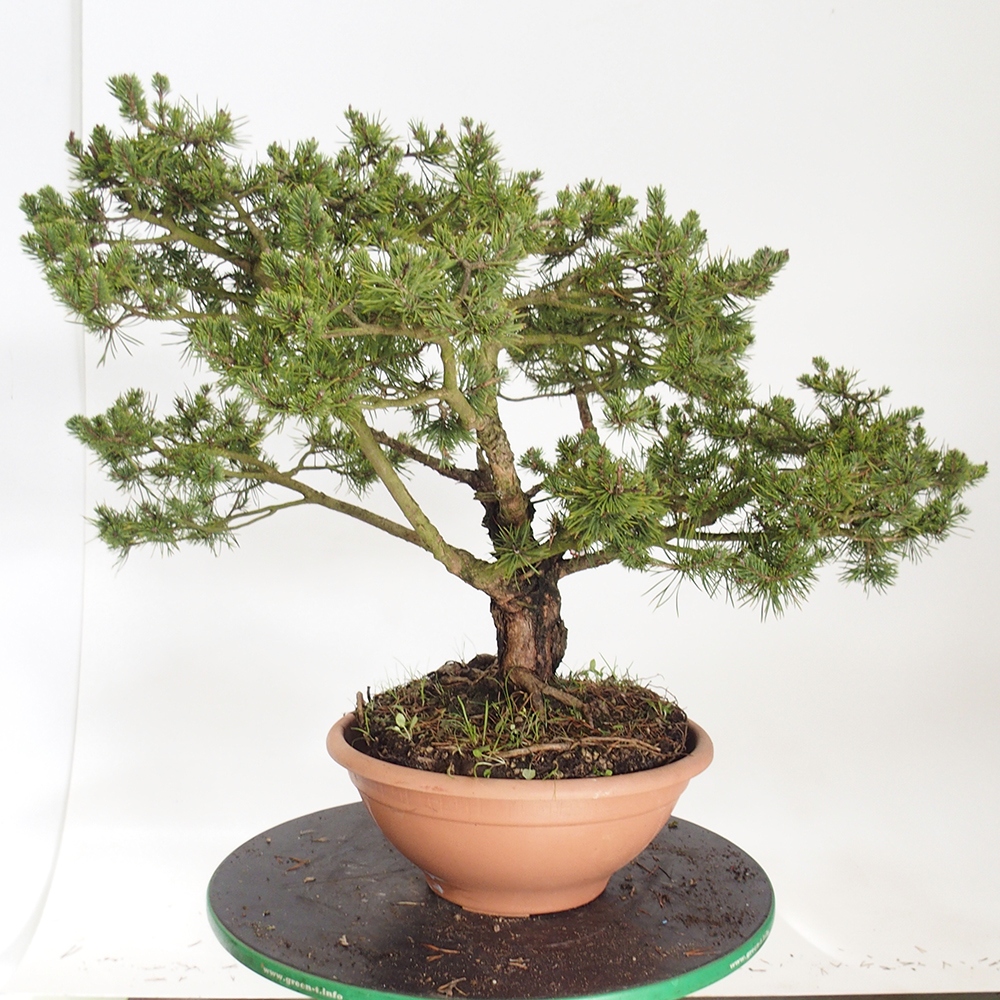 Yamadori - Pinus sylvestris Spanje