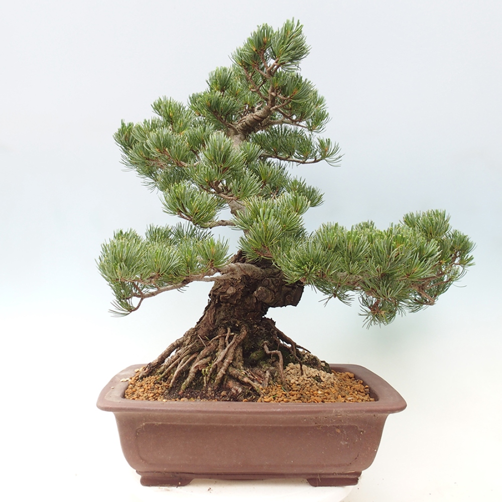 Bonsai voor buiten - Pinus parviflora - Pinus parviflora