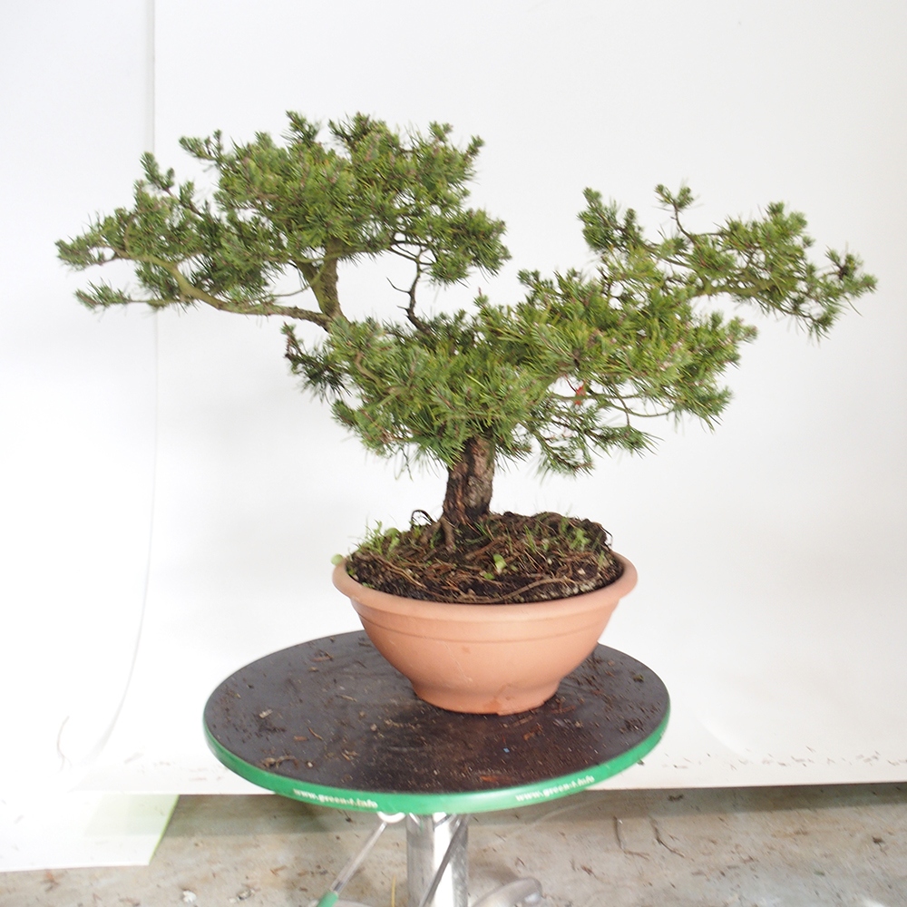 Yamadori - Pinus sylvestris Spanje