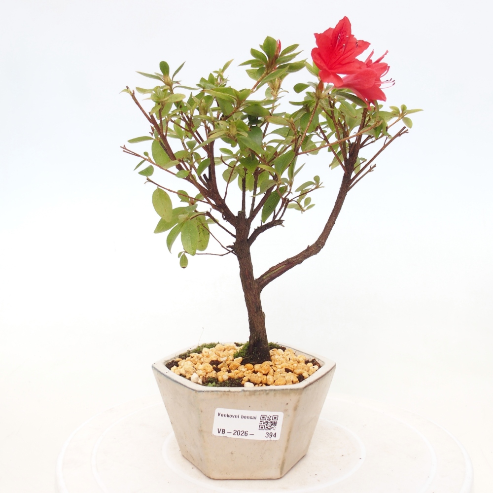 Bonsai voor buiten - Japanse azalea - Azalea sp.