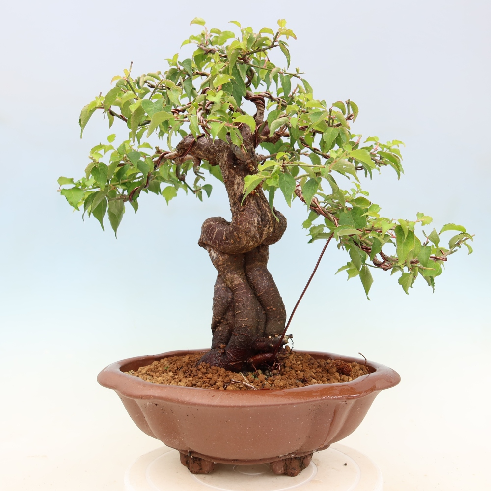 Bonsai voor buiten – Japanse abrikoos – Prunus Mume