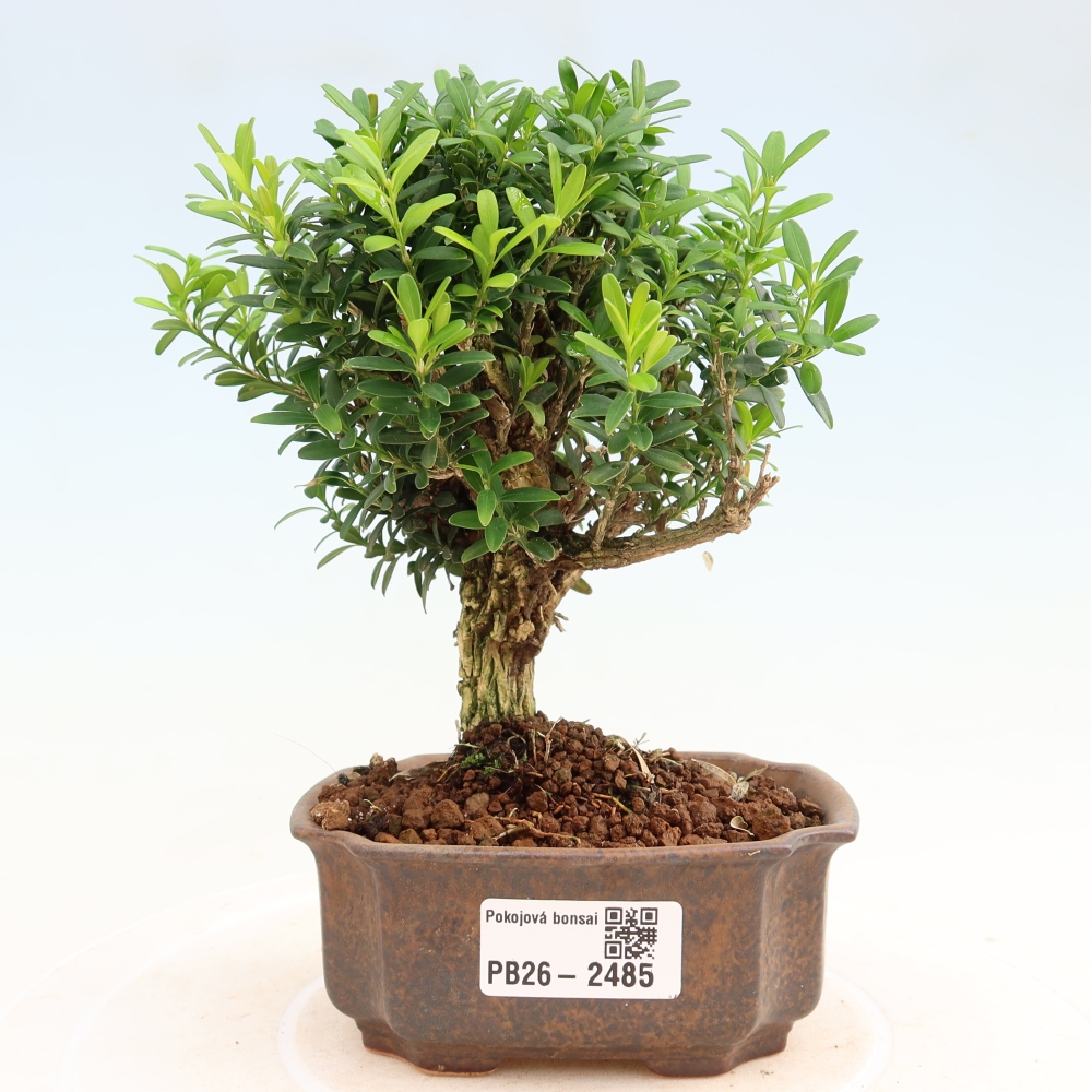 Kamerbonsai - Buxus harlandii - kurk buxus