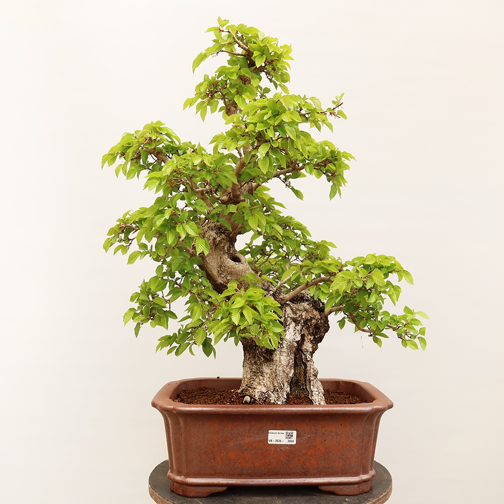 Bonsai voor buiten -Carpinus Coreana - Koreaanse haagbeuk