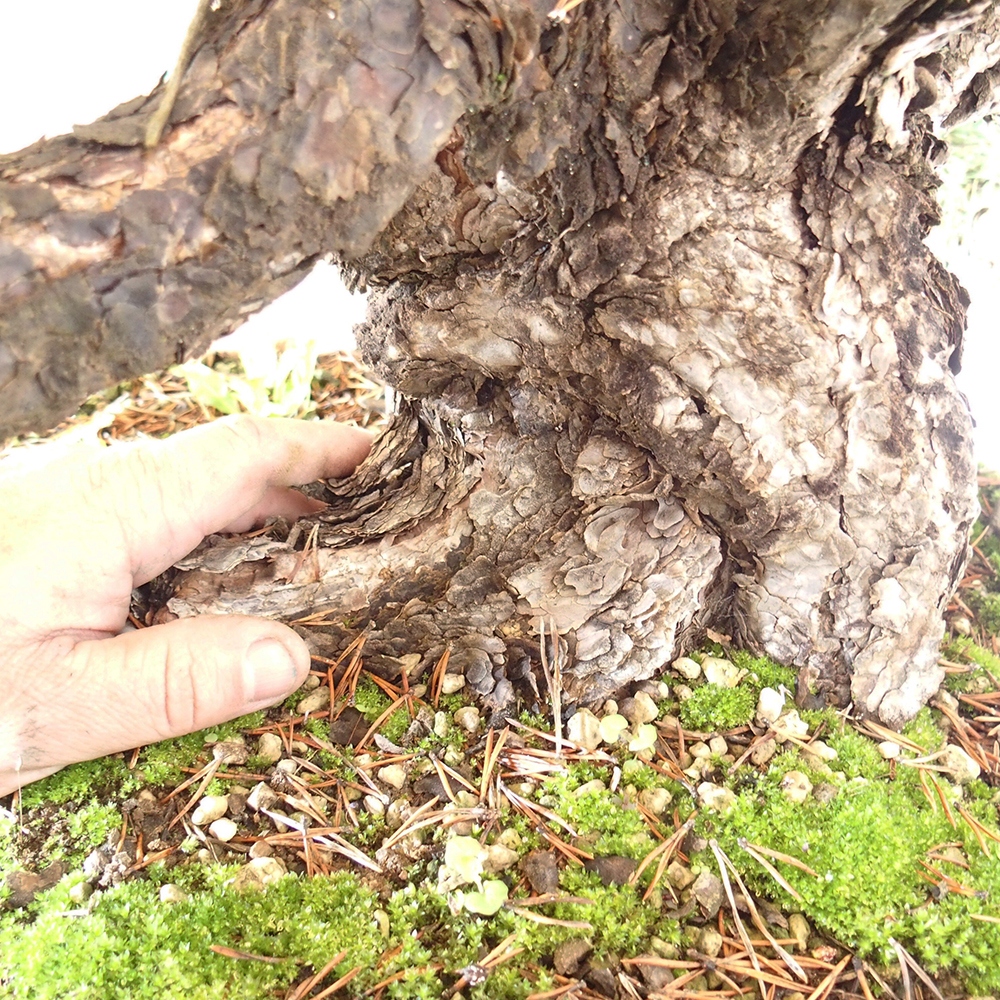 Yamadori - Pinus sylvestris Spanje
