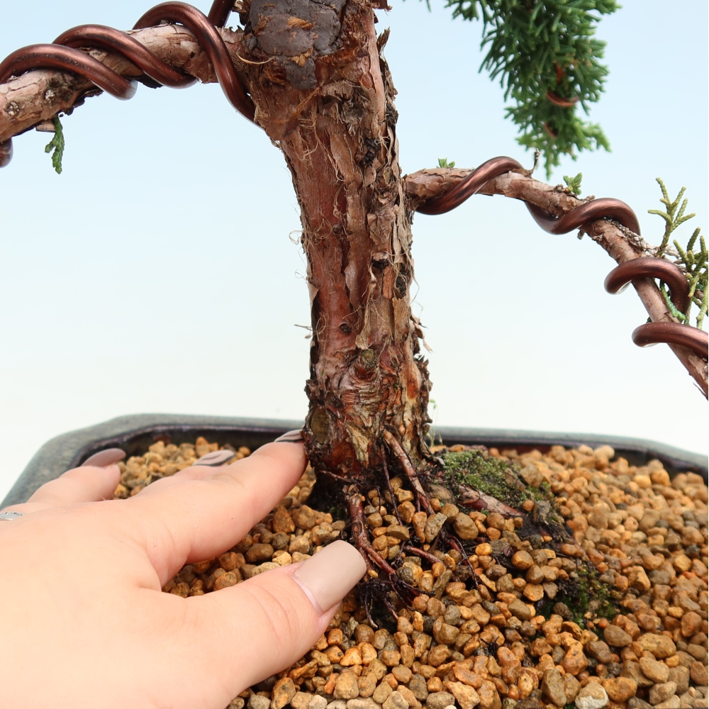 Bonsai voor buiten - Juniperus chinensis Kishu