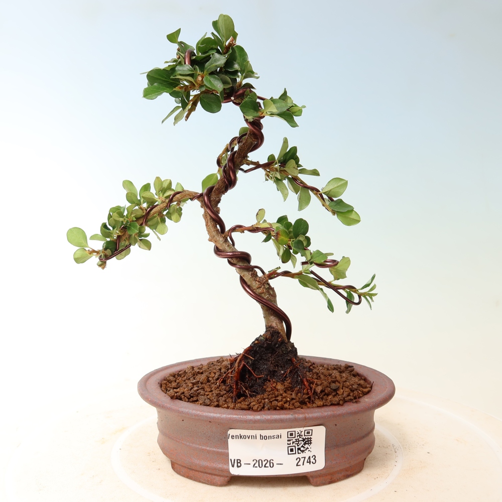 Bonsai voor buiten - Cotoneaster horizontalis - Rocky Mountain