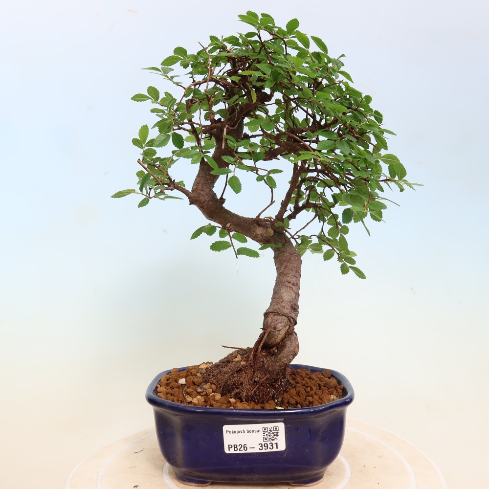 Kamerbonsai - Ulmus parvifolia - Winteriep