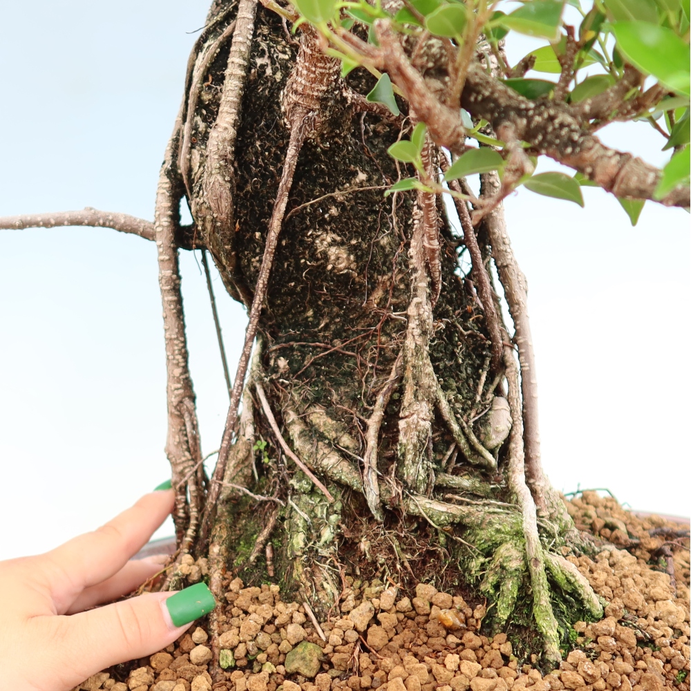 Kamerbonsai - Ficus kimmen - kleinbladige ficus