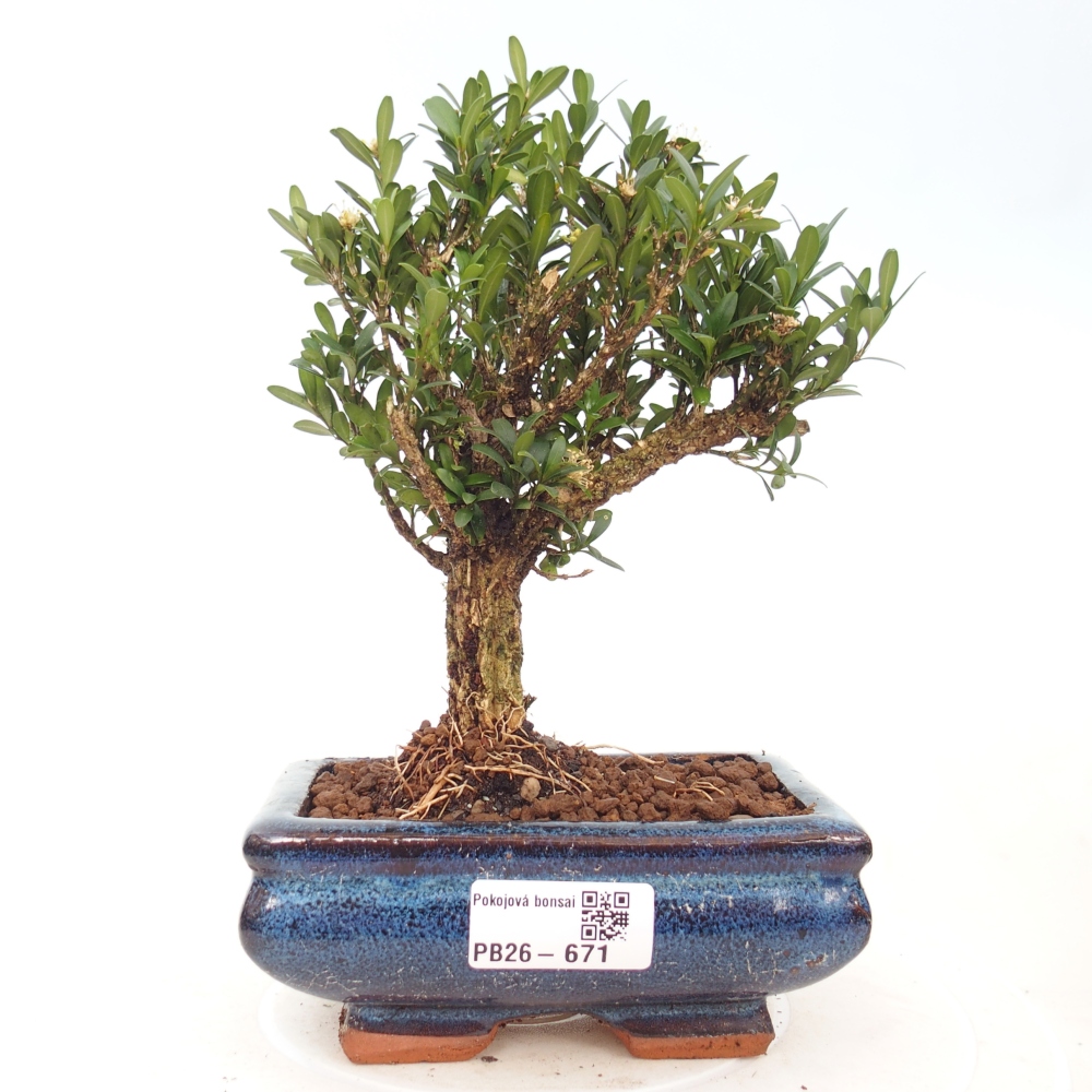 Kamerbonsai - Buxus harlandii - kurk buxus