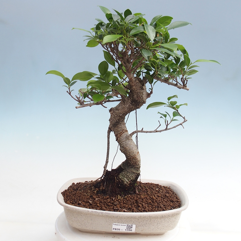 Kamerbonsai - Ficus kimmen - kleinbladige ficus