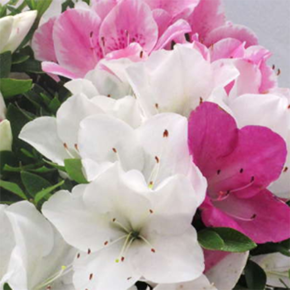 Bonsai voor buiten - Japanse Azalea - Azalea Ai-no-Tsuki