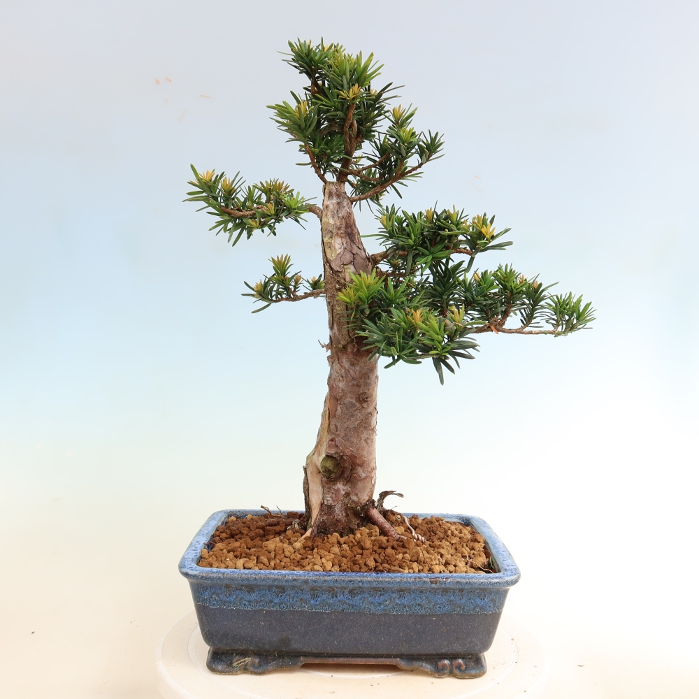 Bonsai voor buiten - Taxus cuspidata - Japanse Taxus