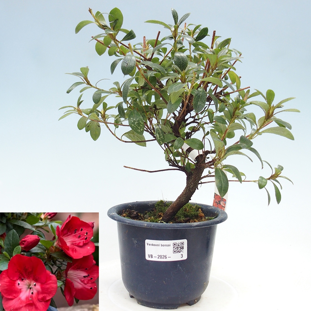 Bonsai voor buiten - Japanse Azalea - Azalea Benibeni