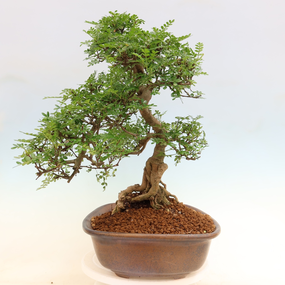 Kamerbonsai - Zantoxylum piperitum - peperboom