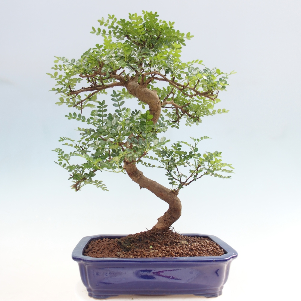 Kamerbonsai - Zantoxylum piperitum - peperboom