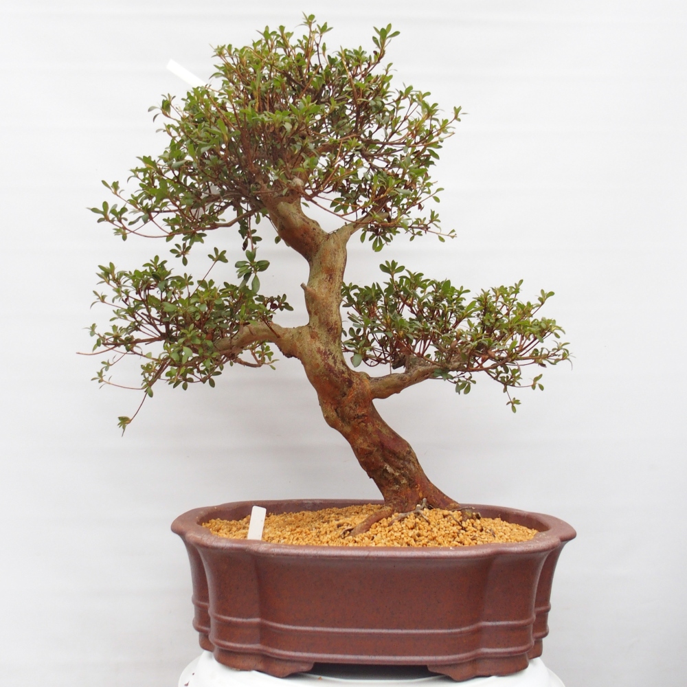 Bonsai voor buiten - Japanse Azalea - Azalea Miyabihime