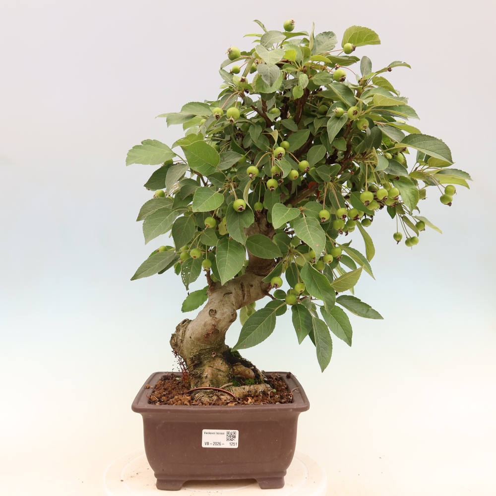 Bonsai voor buiten -Malus halliana - Appelboom met kleine vruchten