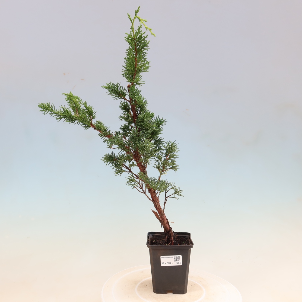 Bonsai voor buiten - Juniperus chinensis Kishu