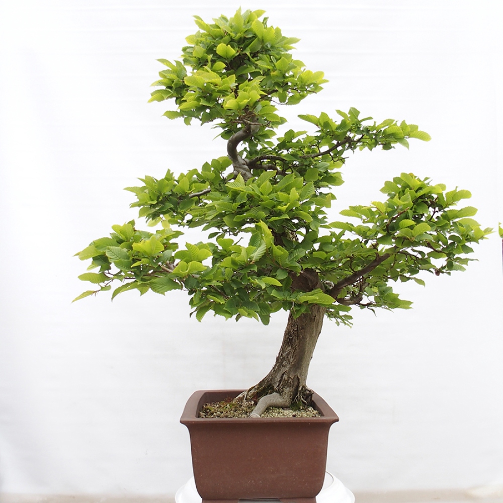 Bonsai voor buiten - Haagbeuk - Carpinus betulus