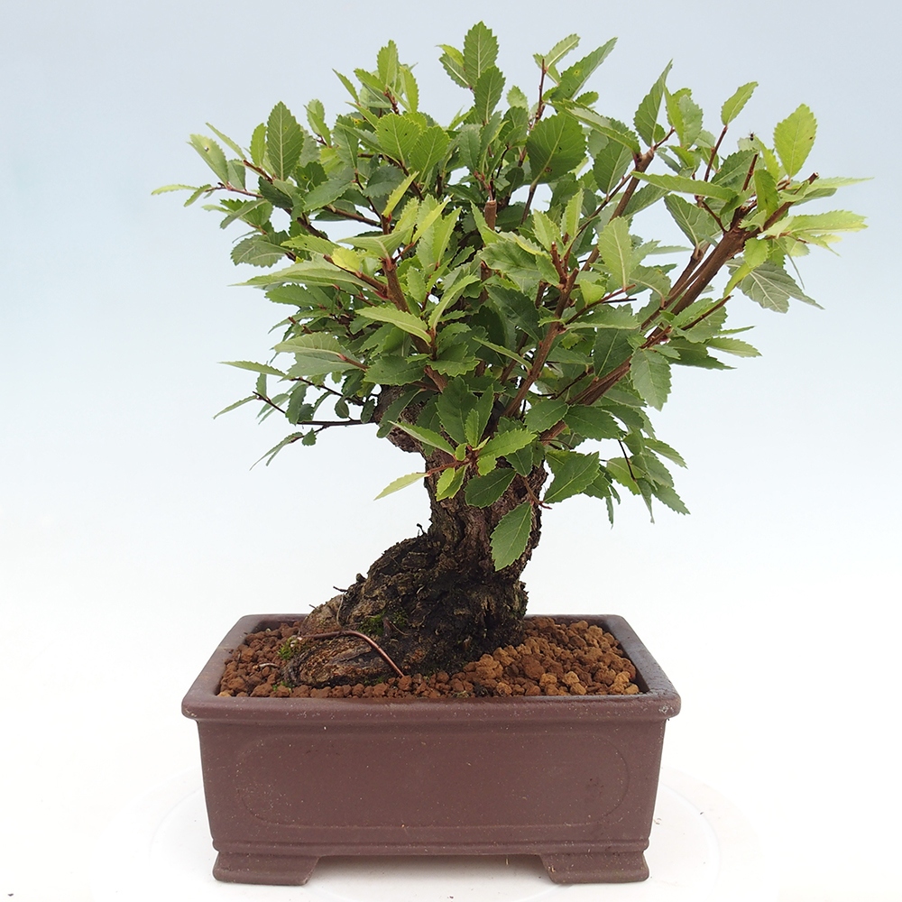 Bonsai voor buiten - Zelkova - Zelkova NIRE