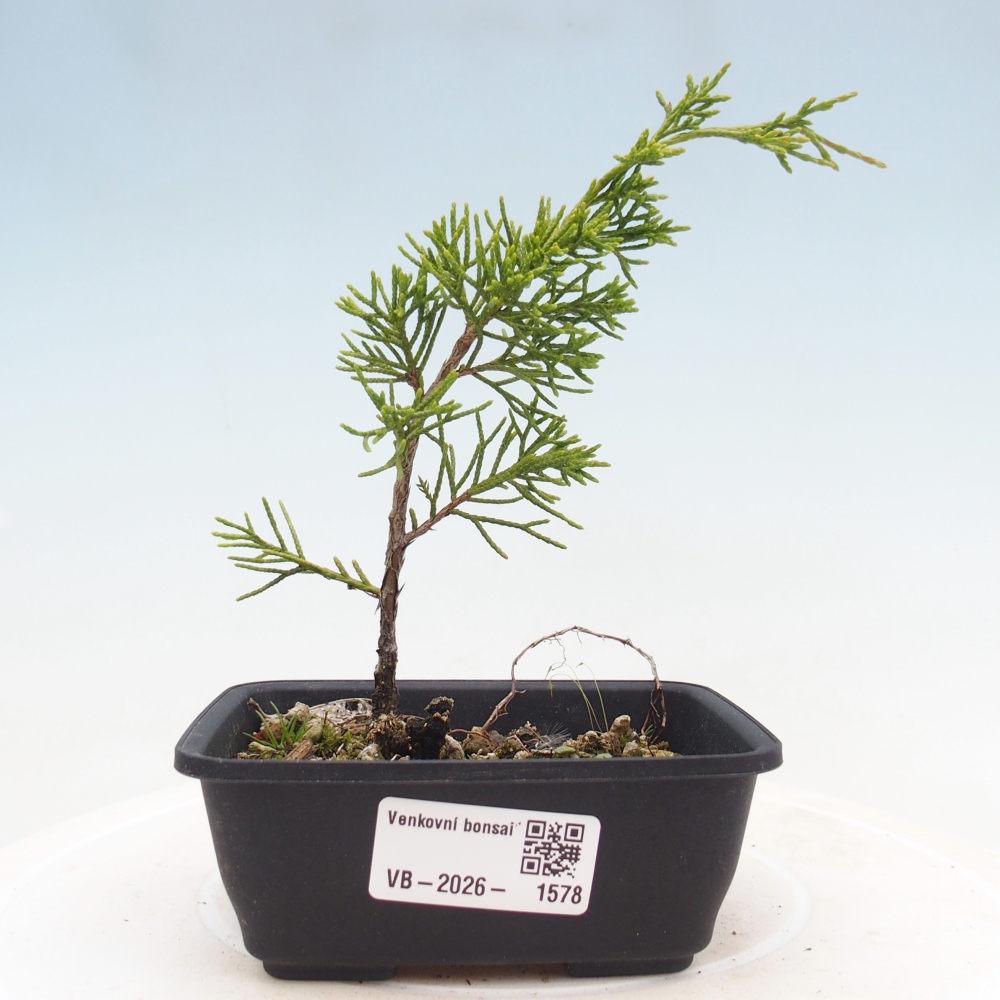 Bonsai voor buiten - Juniperus chinensis Itoigawa