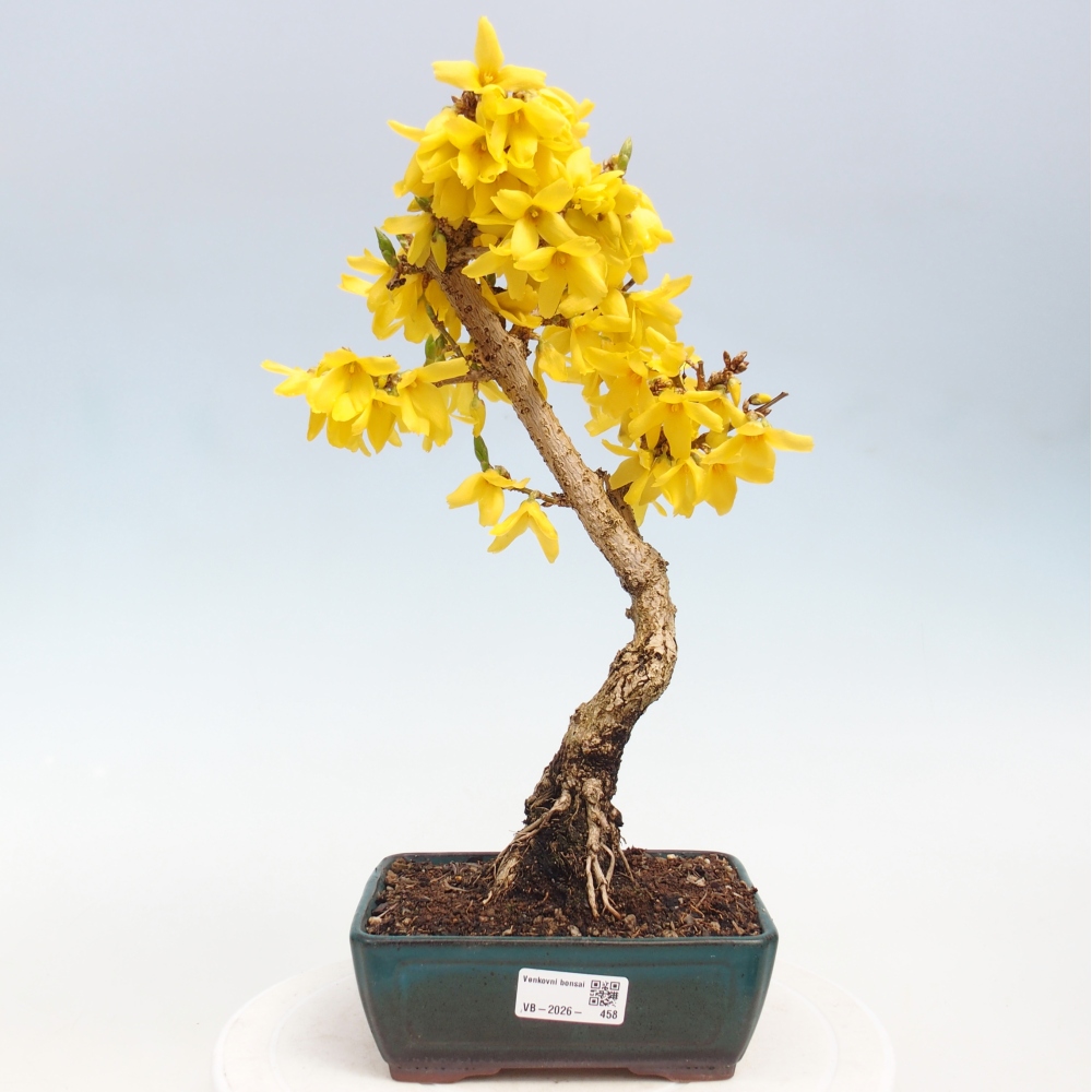 Bonsai voor buiten - Zlatice - Forsythia intermedia
