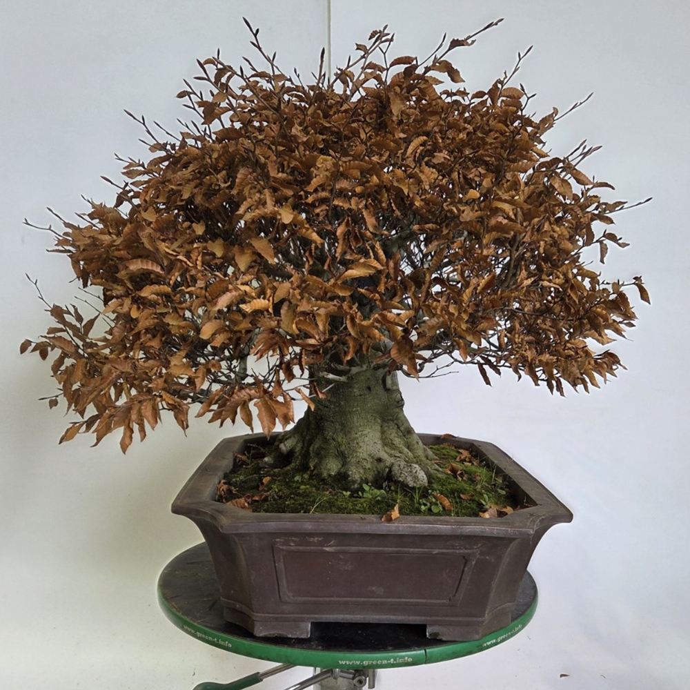Bonsai voor buiten - Fagus crenata