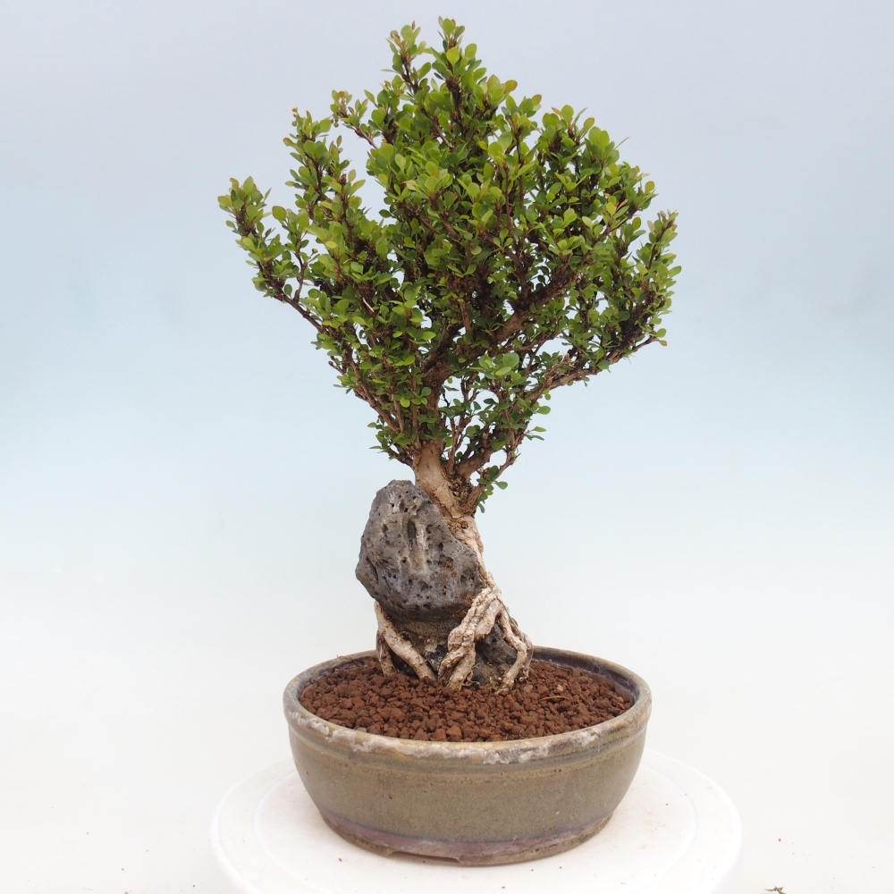 Bonsai voor buiten - Berberis coreana