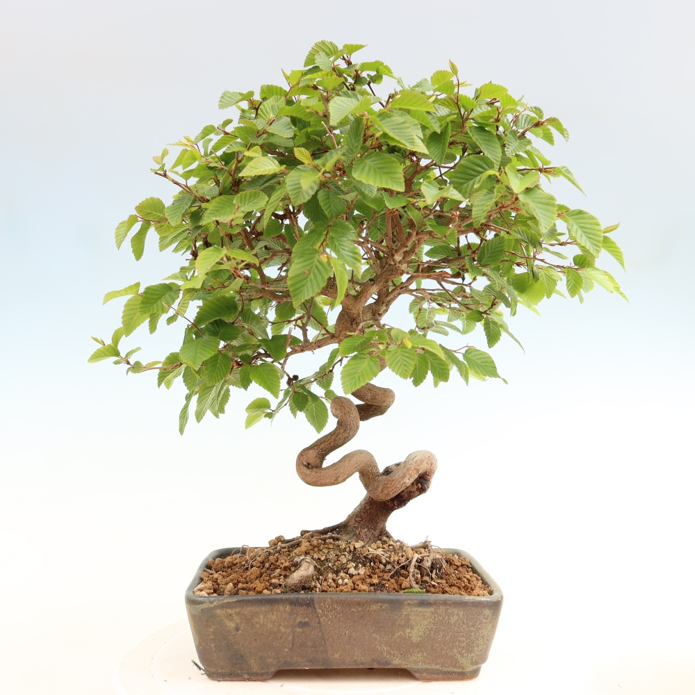 Bonsai voor buiten -Carpinus Coreana - Koreaanse haagbeuk