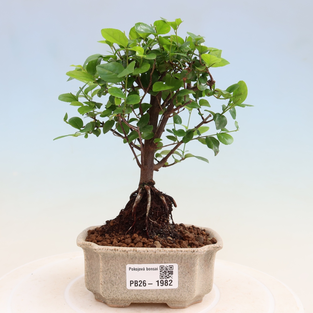 Kamerbonsai - Sageretia thea - Sageretia thea