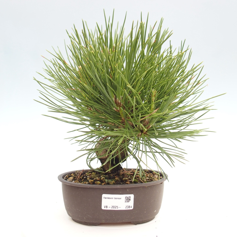 Bonsai voor buiten - Pinus thunbergii - Thunberg den