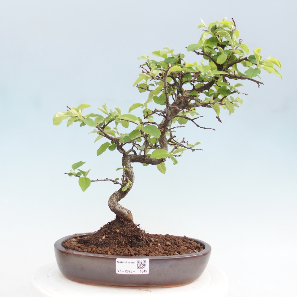 Bonsai voor buiten - Chaneomeles chinensis