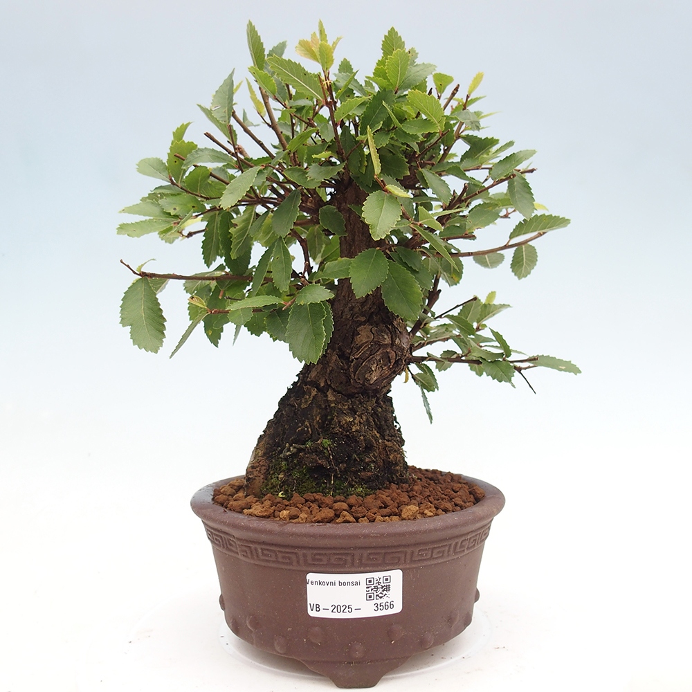 Bonsai voor buiten - Zelkova - Zelkova NIRE